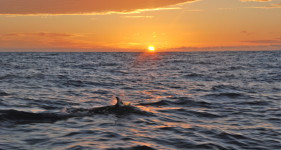 wschód słońca z delfinem - czyli rola kiczu w żeglarstwie