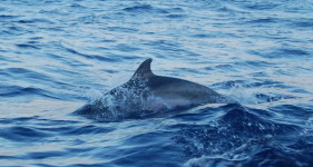 poranna wizyta delfinów