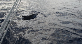 delfin przy burcie