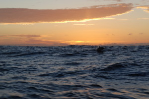 delfin o wschodzie słońca